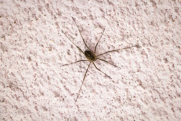 Aranha em uma parede de concreto — Fotografia de Stock