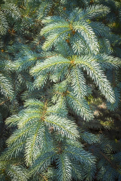 Ramas de abeto azul — Foto de Stock