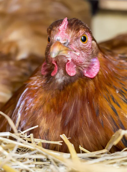 Κοτόπουλο σε φωλιά — Φωτογραφία Αρχείου
