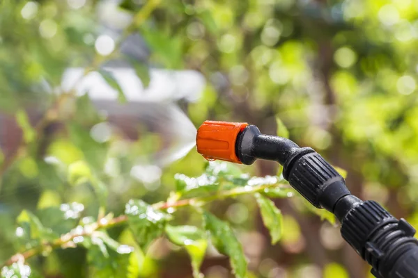 Pulverización de árboles contra plagas — Foto de Stock