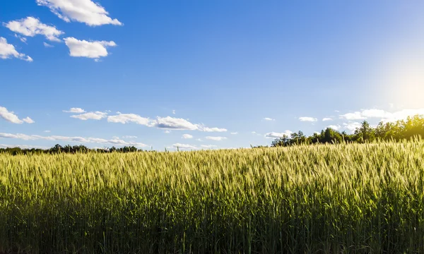 Поле молодої пшениці — стокове фото