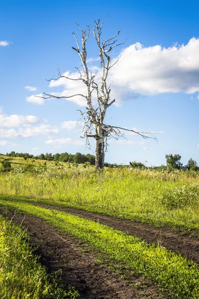 오래 된 드라이 버 치 나무 — 스톡 사진