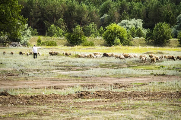 Berger élevant des moutons — Photo