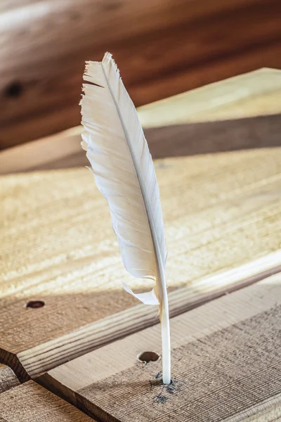 Feather pen for writing.
