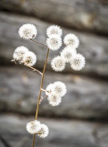 Dried plant on the background log wall — Stock Photo, Image