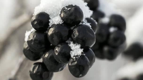 Chokeberry bajo la nieve — Vídeos de Stock