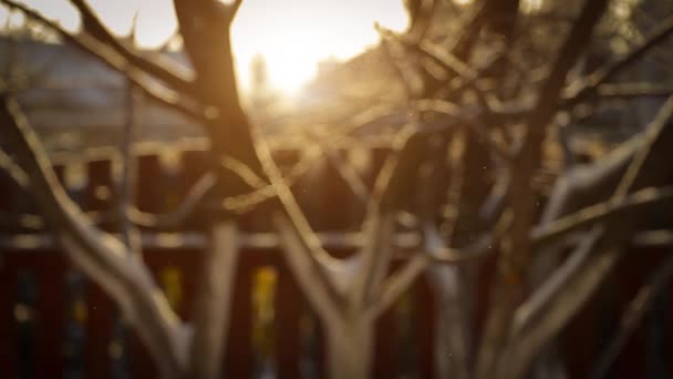 Copos Nieve Fondo Del Jardín Los Rayos Del Sol Naciente — Vídeo de stock