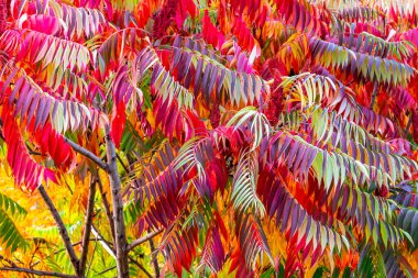 Sonbaharda çalıların ve ağaçların üzerindeki parlak renkli yapraklar..
