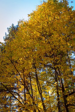 Sonbaharda çalıların ve ağaçların üzerindeki parlak renkli yapraklar..