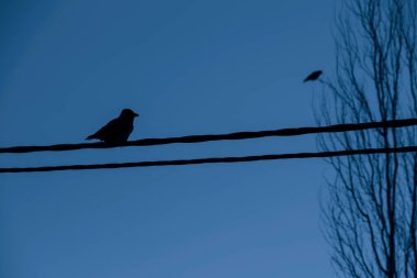Karga, gökyüzünün arka planında kabloların üzerinde oturur..