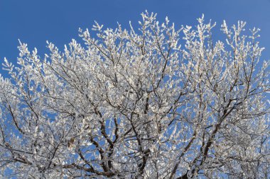 Soğuk bir kış sabahı, ağaç dallarında taze buz..