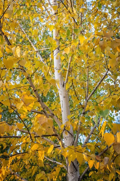 Bright Colorful Leaves Bushes Trees Autumn — Stock Photo, Image