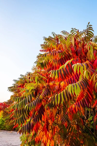 灌木和树木上鲜艳的五彩斑斓的叶子 — 图库照片