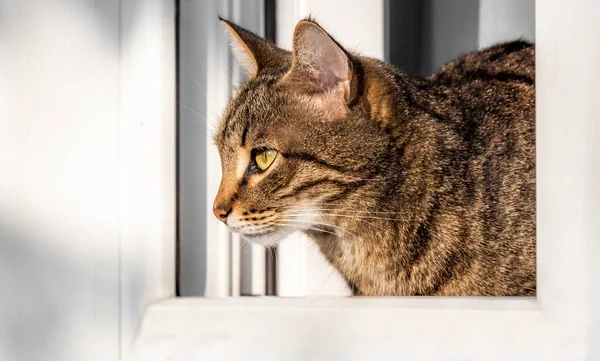 Gato Senta Parapeito Janela Olha Pela Janela — Fotografia de Stock