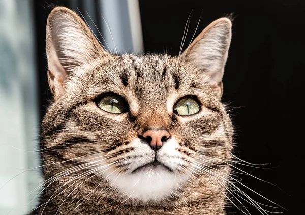 Bir Kedi Pencere Eşiğinde Oturur Pencereden Dışarı Bakar — Stok fotoğraf