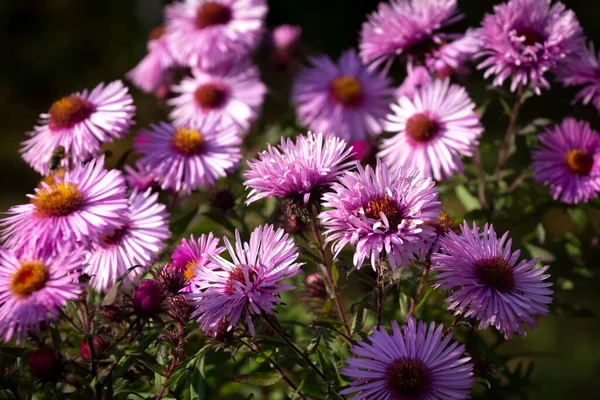 Fleurs Violettes Famille Des Chrysanthèmes Close — Photo