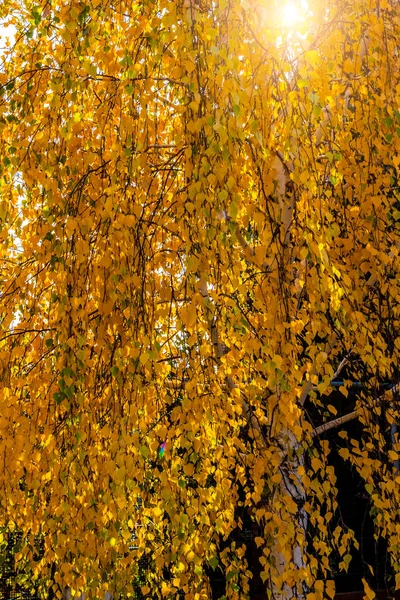 秋の茂みや木の上に鮮やかなカラフルな葉 — ストック写真