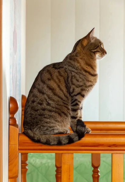 Important Tabby Cat Sits Proudly Wooden Staircase — Stock Photo, Image