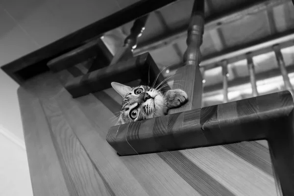 Ein Kleines Freches Kätzchen Kletterte Eine Holztreppe Hinauf Schwarz Weiß — Stockfoto