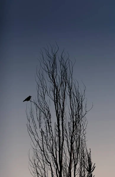 Die Krähe Sitzt Auf Den Ästen Eines Hohen Baumes — Stockfoto