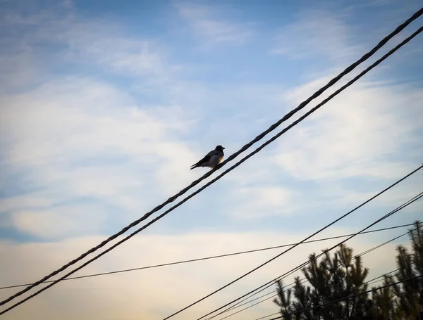 Kraai Zit Draden Tegen Achtergrond Van Lucht — Stockfoto