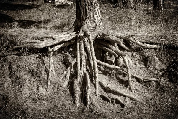 Entwurzelte Wurzeln Einer Kiefer Aus Nächster Nähe Schwarz Weiße Sepia — Stockfoto