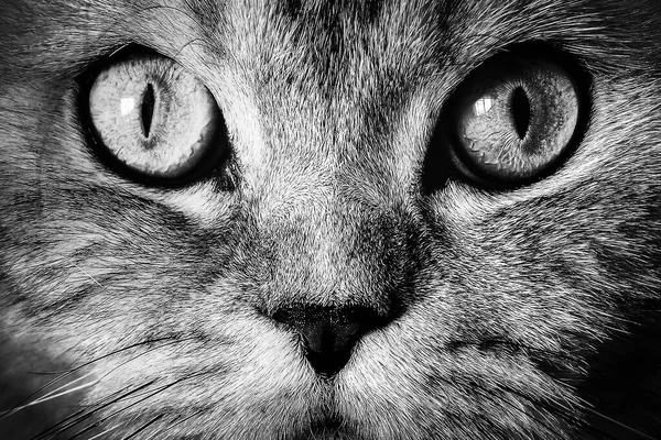 Die Schnauze Einer Grauen Katze Mit Großen Augen Großaufnahme Schwarz — Stockfoto