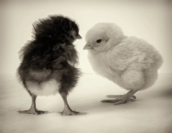 Czarne Białe Małe Kurczaki Jasnym Tle Zbliżenie — Zdjęcie stockowe