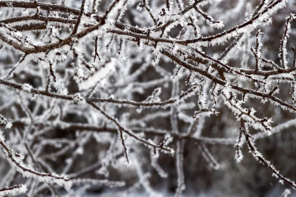 Geada Fresca Galhos Árvore Uma Manhã Inverno Gelada — Fotografia de Stock