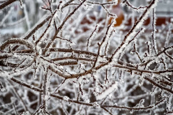 Geada Fresca Galhos Árvore Uma Manhã Inverno Gelada — Fotografia de Stock