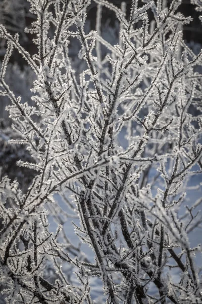 Geada Fresca Galhos Árvore Uma Manhã Inverno Gelada — Fotografia de Stock