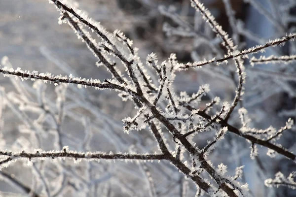 Свежие Морозы Ветвях Деревьев Морозным Зимним Утром — стоковое фото
