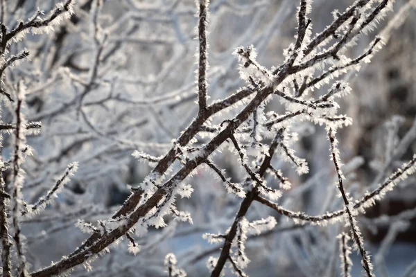 Čerstvý Mráz Větvích Stromů Mrazivém Zimním Ránu — Stock fotografie