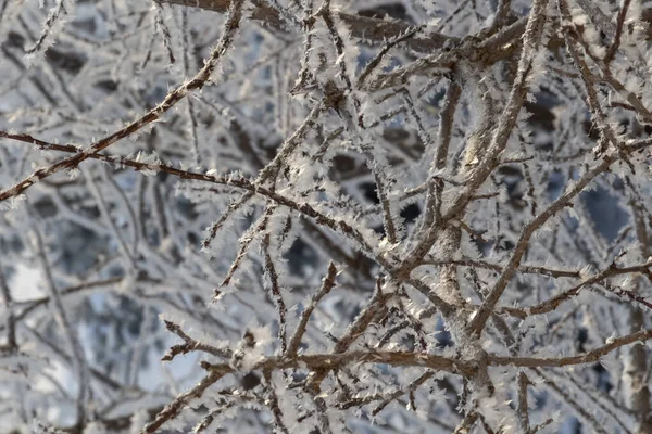 Φρέσκος Παγετός Κλαδιά Δέντρων Ένα Παγωμένο Χειμωνιάτικο Πρωινό — Φωτογραφία Αρχείου