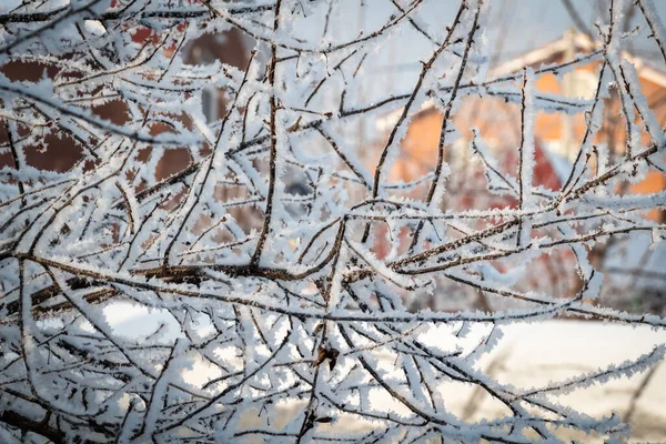 Verse Vorst Boomtakken Een Ijzige Winterochtend — Stockfoto