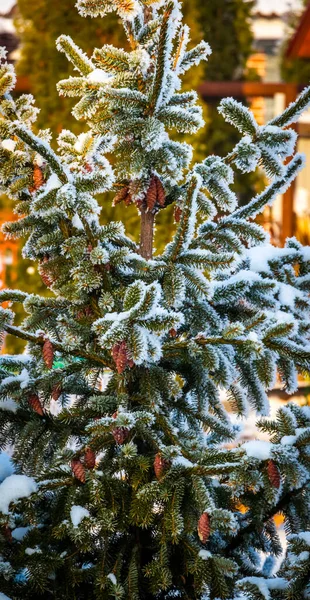 Green Spruce Hoarfrost Frosty Winter Day — Stock Photo, Image