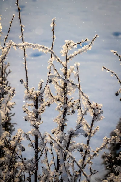 Geada Fresca Galhos Árvore Uma Manhã Inverno Gelada — Fotografia de Stock