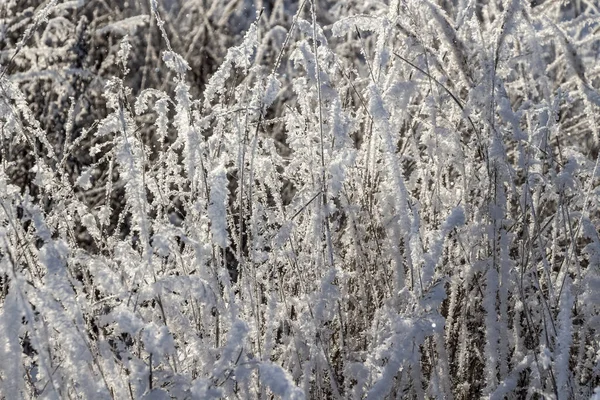 Frisse Pluizige Vorst Droog Gras Een Heldere Winterochtend — Stockfoto