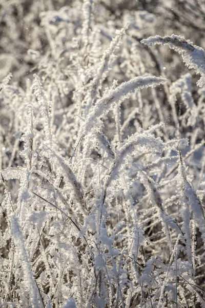 Färsk Fluffig Rimfrost Torrt Gräs Klar Vintermorgon — Stockfoto