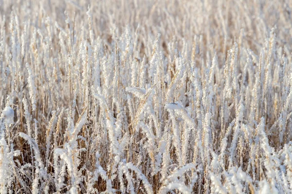 晴れた冬の朝に乾燥した草の上で新鮮なふわふわの霜 — ストック写真