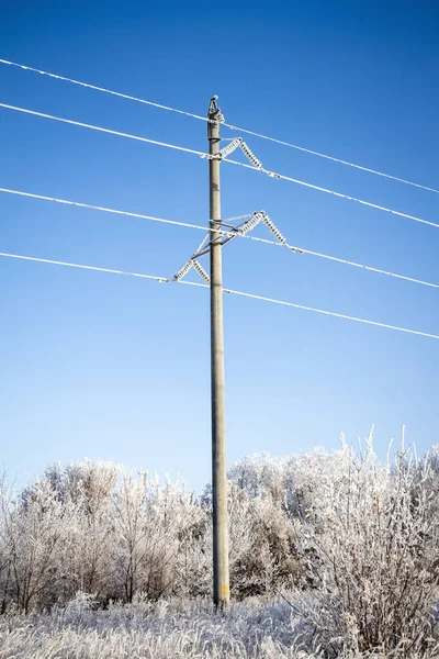 High-voltage wires and poles are covered with frost on a frosty winter day.