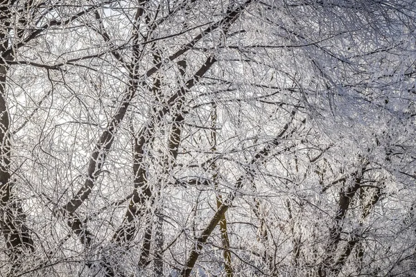 Świeży Mróz Gałęziach Drzew Mroźny Zimowy Poranek — Zdjęcie stockowe