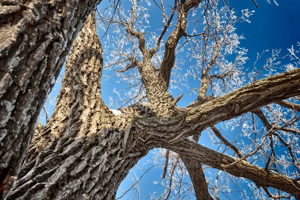 Tronco Viejo Roble Está Cubierto Heladas Contra Cielo Azul —  Fotos de Stock