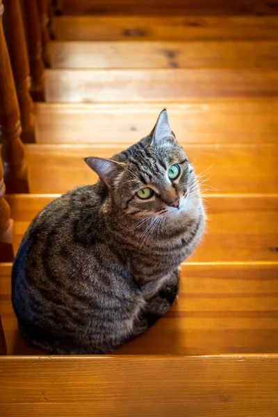 Önemli Bir Tekir Kedi Gururla Oturur Tahta Bir Merdivende — Stok fotoğraf