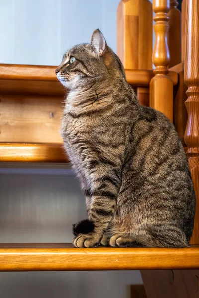 Gato Mesa Importante Senta Orgulhosamente Uma Escada Madeira — Fotografia de Stock