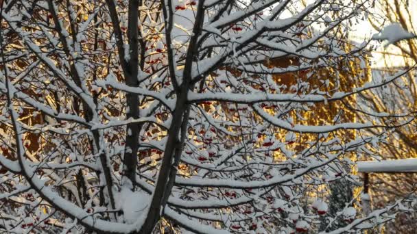 Neve nas árvores — Vídeo de Stock
