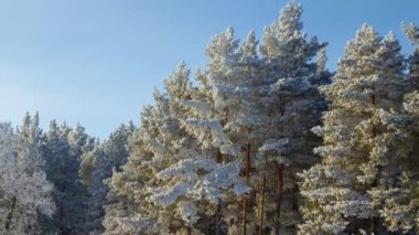 Ağaçlar buğulanmış