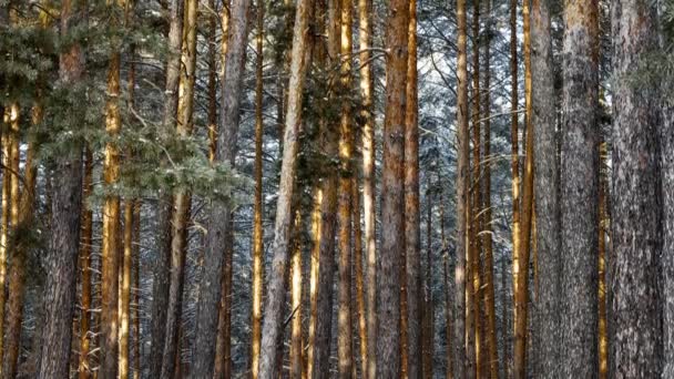 Sapins dans la gelée blanche — Video