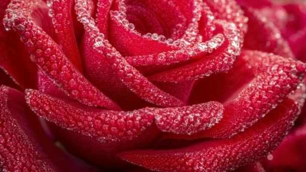 Rocío matutino en rosas — Vídeo de stock