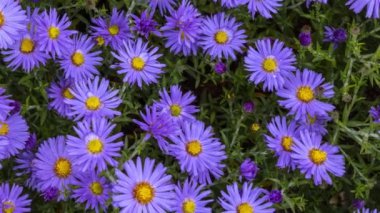 Symphyotrichum novi-belgii flowers